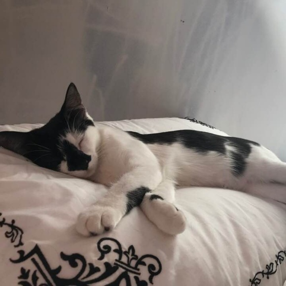 Meet your Posher, Rebekah - Picture 1 of 1